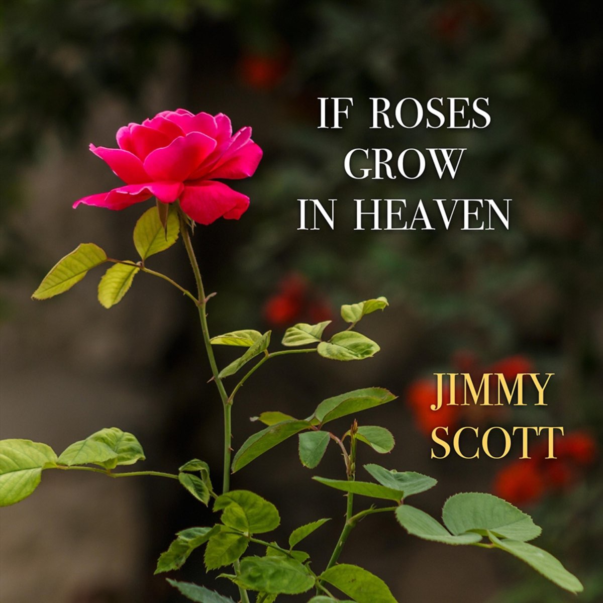 ‎If Roses Grow in Heaven Single Album by Jimmy Scott Apple Music