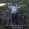 MJ Lenderman & Wednesday Ft. Advance Base - Phish Pepsi