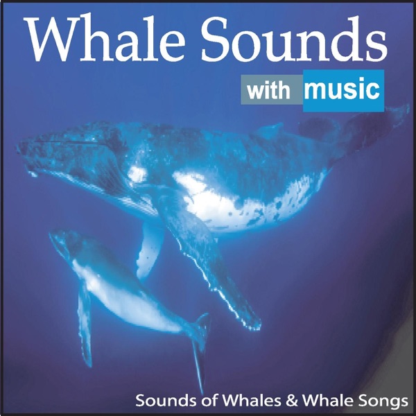 Humpback Whales and Sounds of the Sea