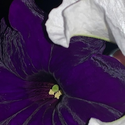 2 Seater (feat. Leane) - Single