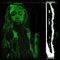 Alien - Zking lyrics