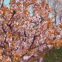 No Crime (feat. SB the Moor) - Single - This Boy B