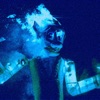 Thylacine Thylacine Zozobra