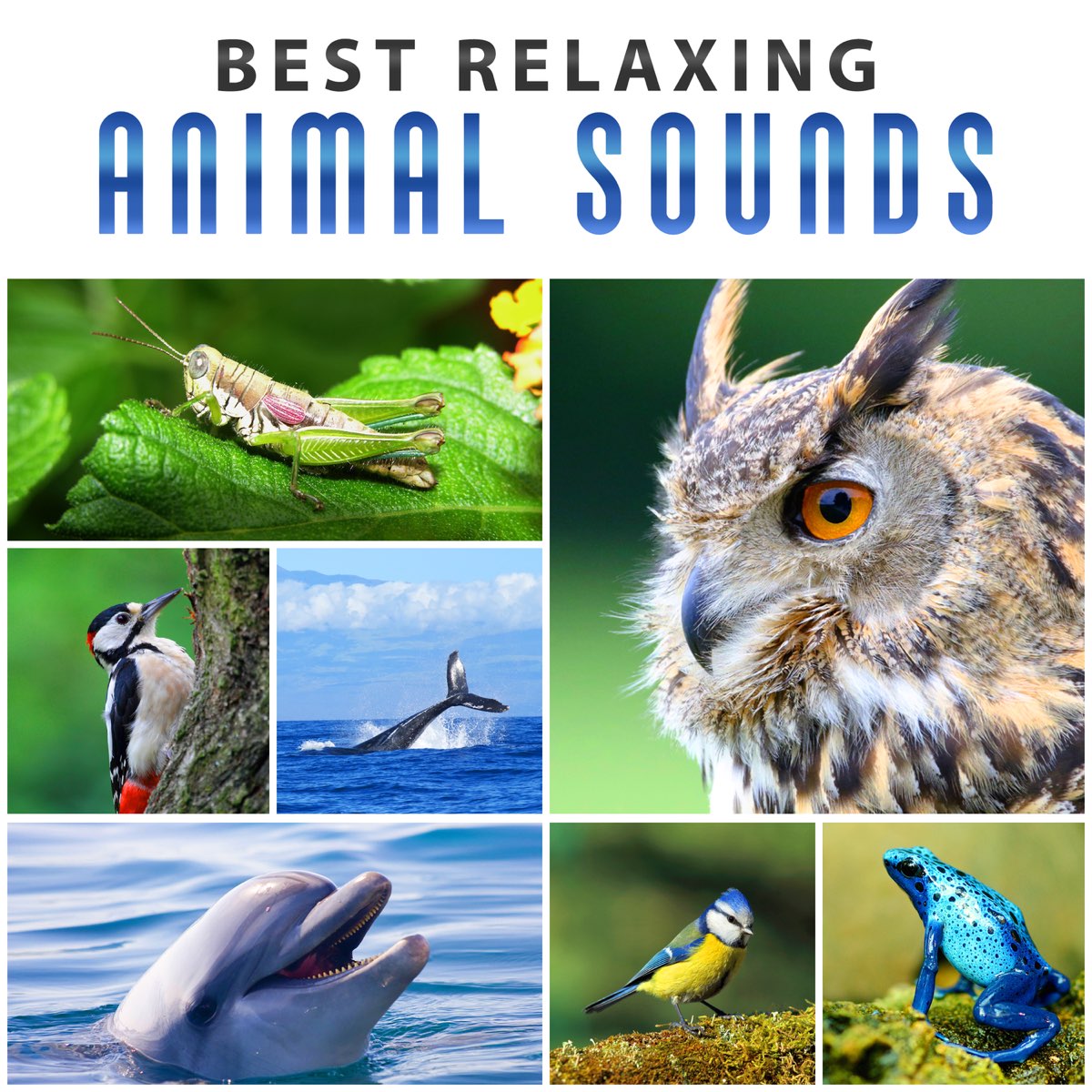 Best Relaxing Animal Sounds: Whale Sounds, Singing Birds, Croaking Frogs,  Screeching Dolphins, Tapping Woodpecker, Hooting Owls, Crickets Chirping by  Natural Sounds Music Academy on Apple Music