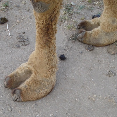 Coochie Down - Single