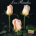 Ambato tierra de flores