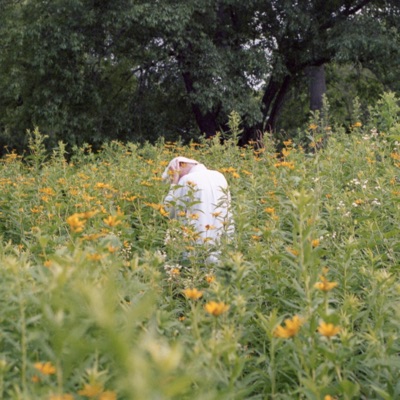 Hibiscus - Single