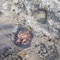 Grey Red - Lithops lyrics