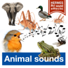 Ocean Beach and Sea-Gulls (Long Version) - Hermes Ph.1 Sound-Effects