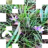 Authentic Spring Sounds 1 artwork