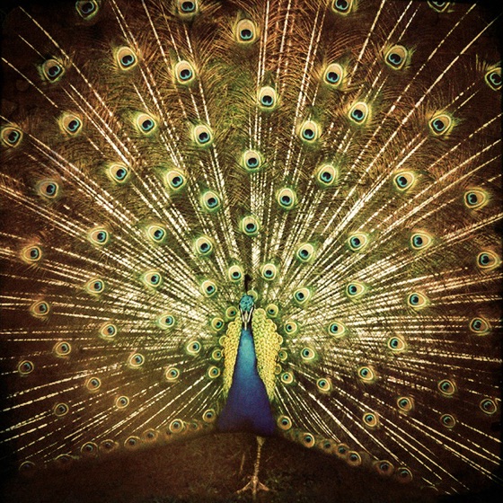 Cover artwork for Zoo