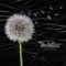 Dandelions (feat. Bruude) - Chxeu lyrics