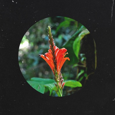 Forest - Single