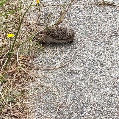 Kevmorlo - Csgo Main Theme