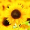 Sunflower/Choose - Vosse lyrics