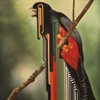 Bird Rib - EP