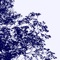 Luminous Hush - Glaswald lyrics