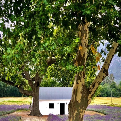 Em Casa (feat. Vanessa Moreno, Fi Maróstica, Oliver Pellet, Fernando Amaro, Lucas Macedo & Renato De Sá) - Single