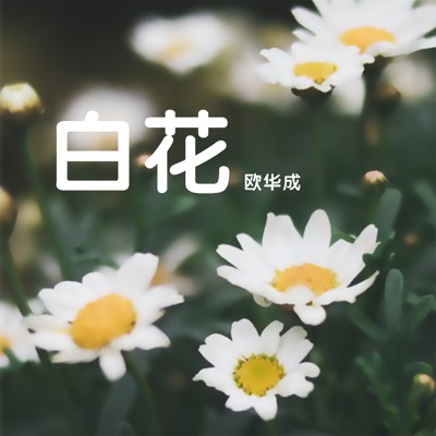 白花 欧华成 Shazam 白花 欧华成 Shazam