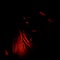 Self Check - Carti Kal lyrics