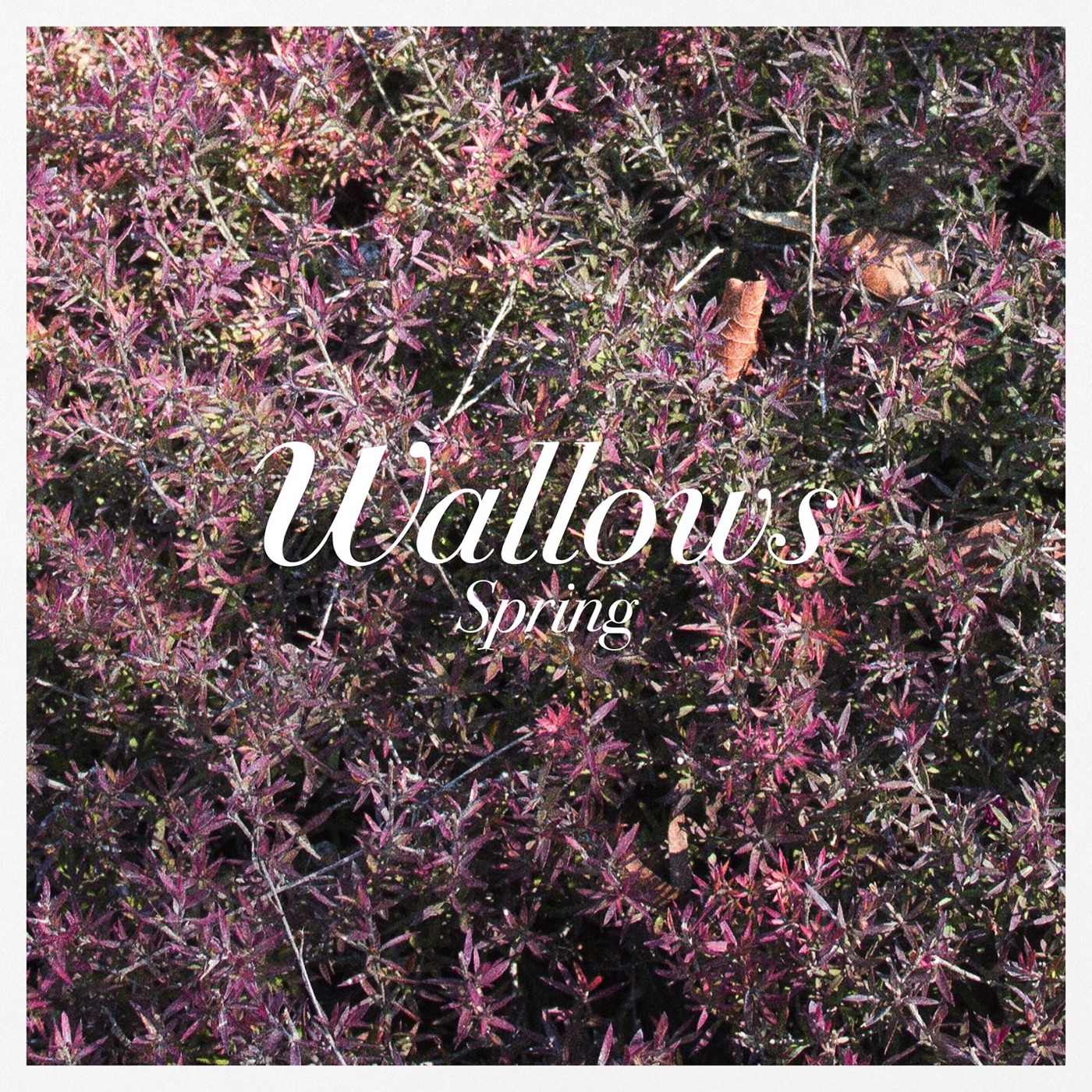 Spring EP by Wallows