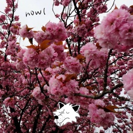 blossom (feat. Polo Brian) Howl