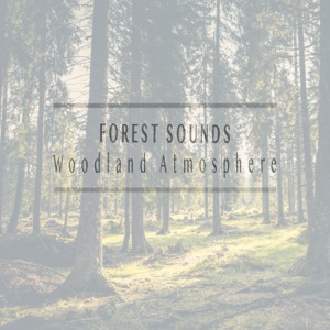 Woodland Atmosphere