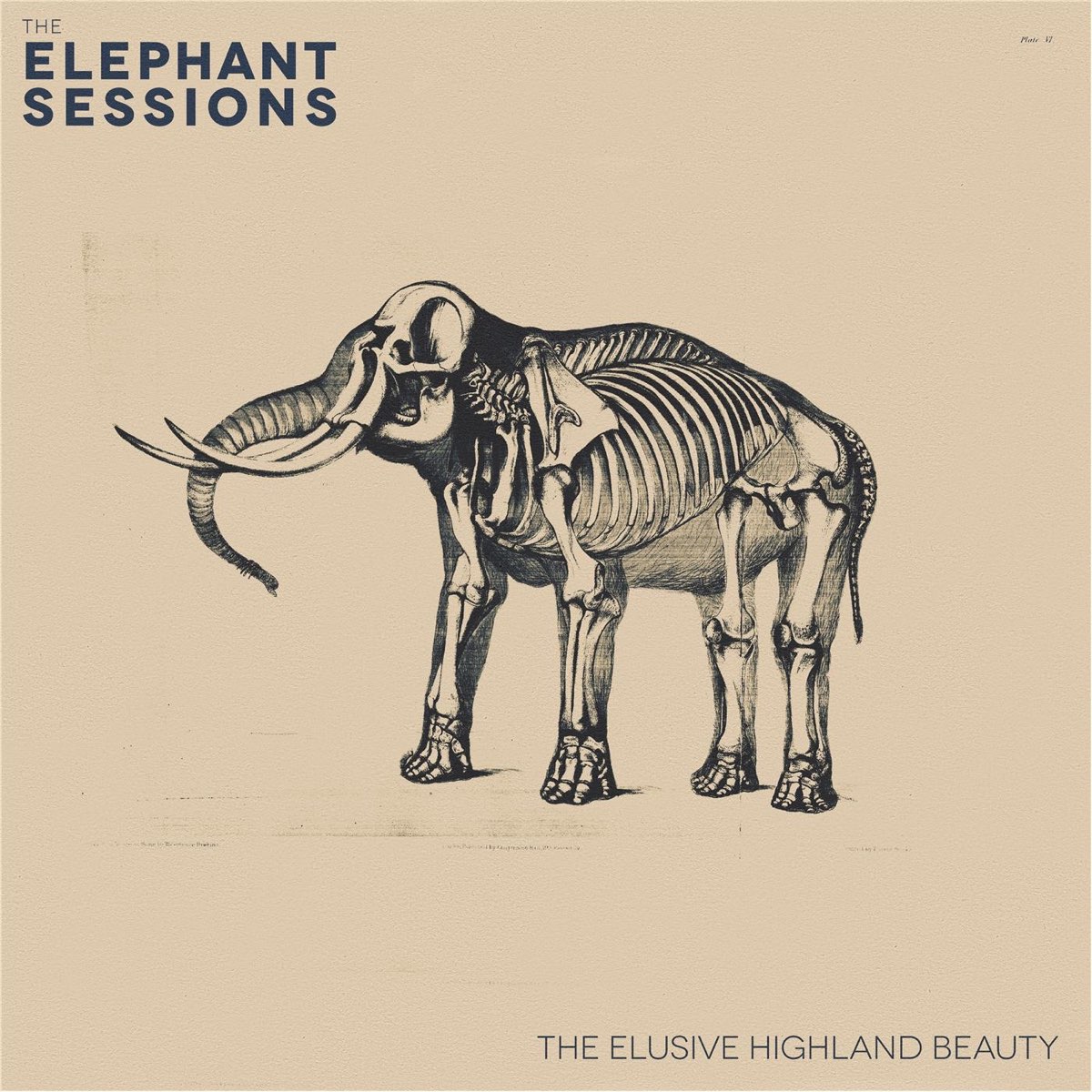 The elephant is mine. Слоны СЛУШАЮТ музыку. Stylust, Ashez - the Elephant. Зов слона музыка. Let us follow the Elephant.