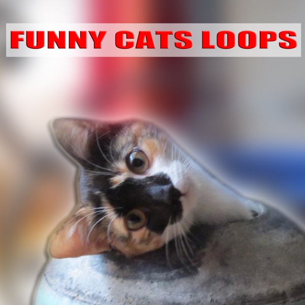 Cat Meowing Loop 16 (Gato Maulla) [Chat Miaule] [Katze]