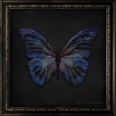 Il richiamo - Single