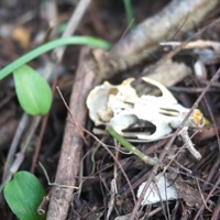 Speculum - Single - Chuwi