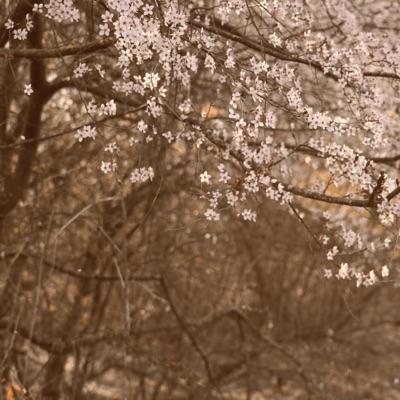 Lost In the Flower River (feat. Ahao) - Single