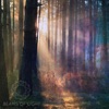 Beams of Light - Single