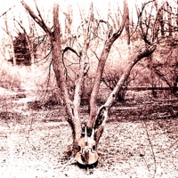 Alpine - Garth Stevenson