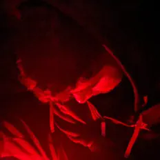 Escucha a Just Rickie, mira vídeos musicales, lee la biografía, consulta fechas de giras y mucho más.