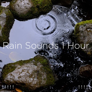 ! ! ! ! ! Rain Sounds 1 Hour ! ! ! ! !