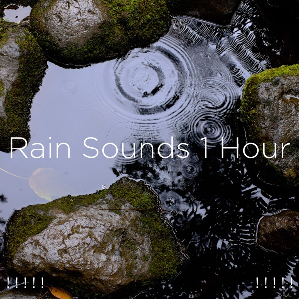 ! ! ! ! ! Rain Sounds 1 Hour ! ! ! ! !