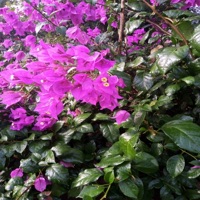 Perdóname Amor - Single - isaac parra