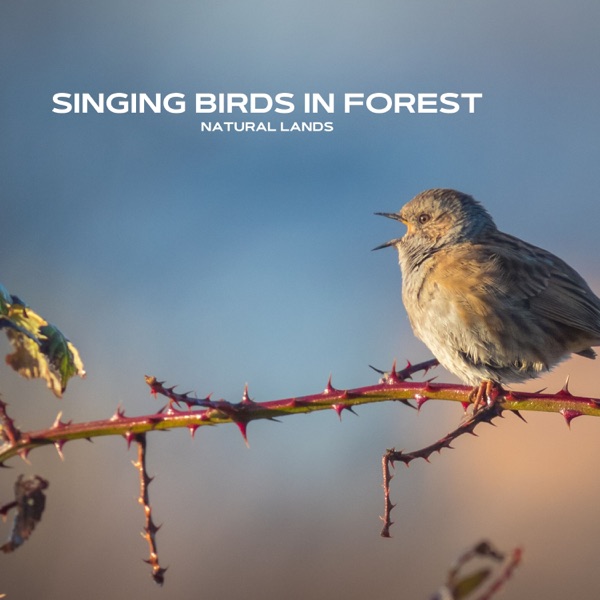 Singing Birds in Forest - Natural Lands