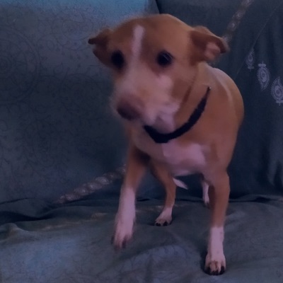 If I Had a Puppy (Acoustic) - Single