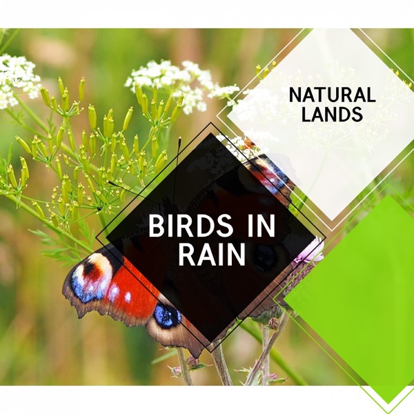 Birds in Rain - Natural Lands