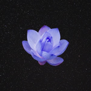 Lotus Flower - Single
