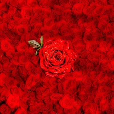 ROSES (feat. Malikai Motion) - Single