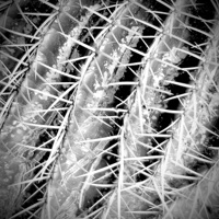 Self Preservation (feat. d') - Single - Endy Yden