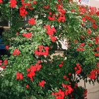 Growth - Single - Caleb Belkin