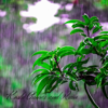Koshi Chimes Relax - Rainfall Koshi Chimes artwork