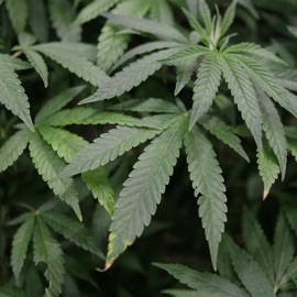 I'm Sorry... CATVLYST