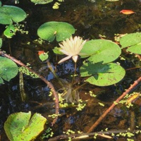 Offering to Quit (Demos) [Demo] - Single - Jackintheway