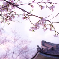 Beautiful (feat. LovxPandas) - Single - Sayless