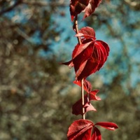 Ambered - Single - Sinerider